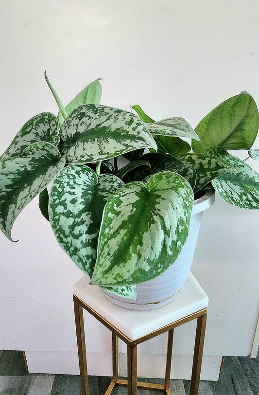 Scindapsus Pictus