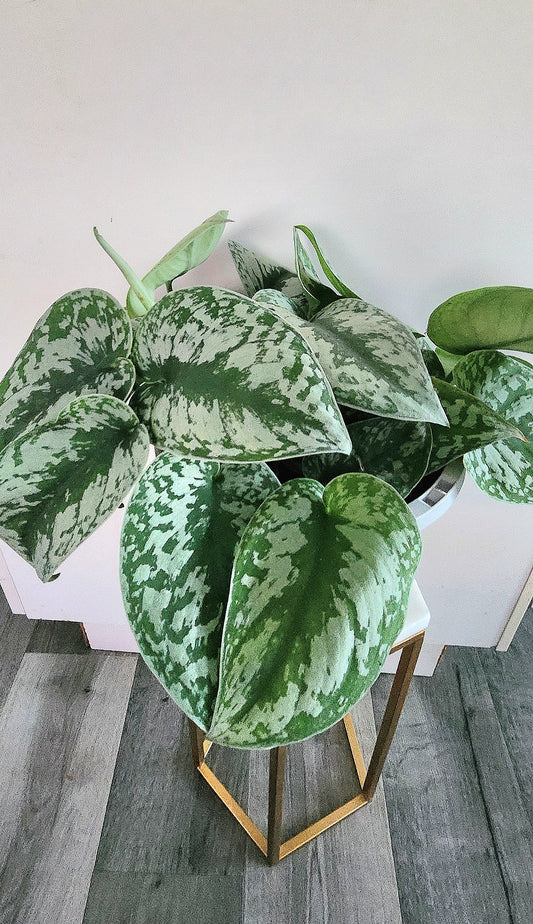 Scindapsus Pictus