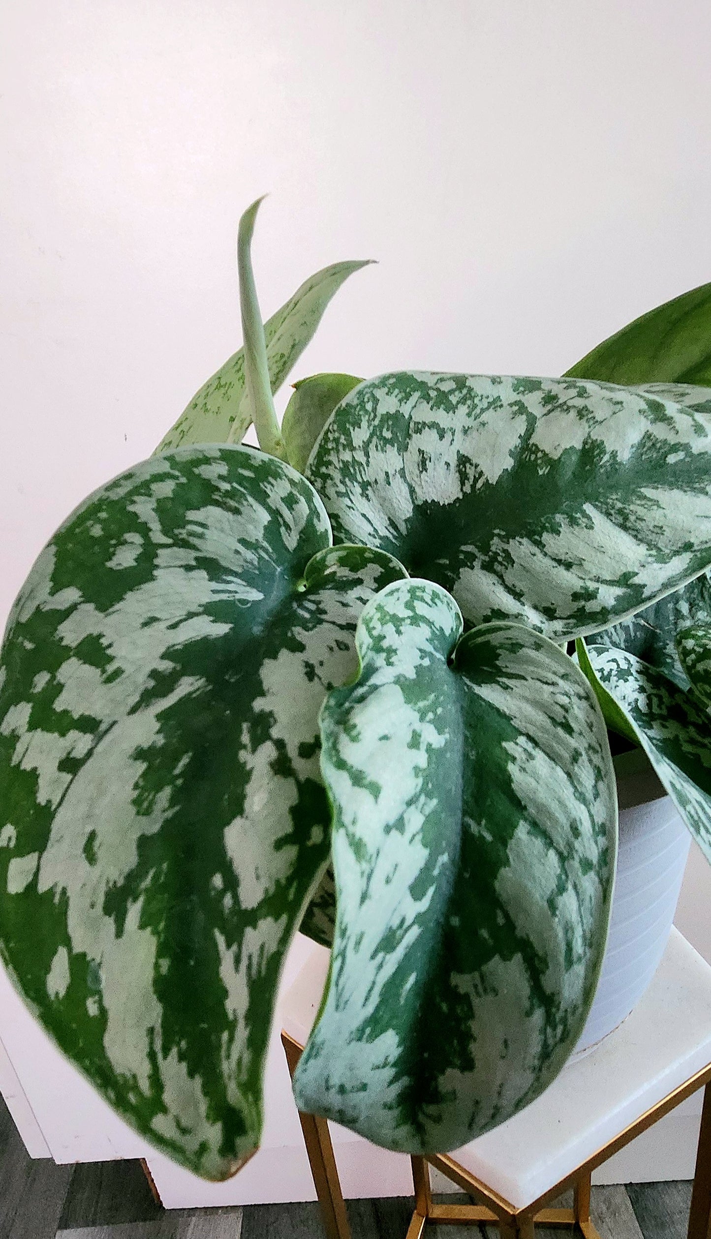 Scindapsus Pictus