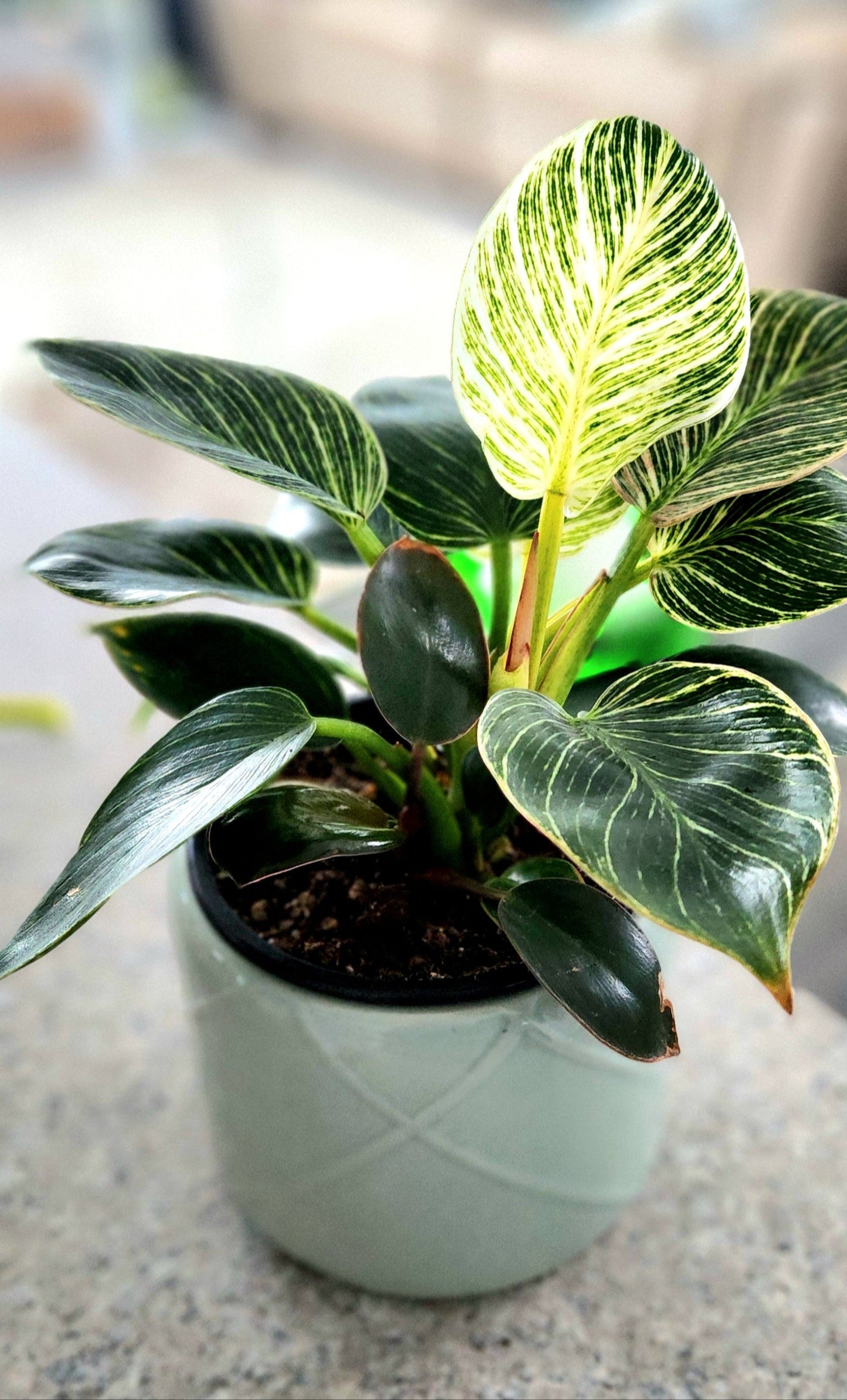 Philodendron Birkin