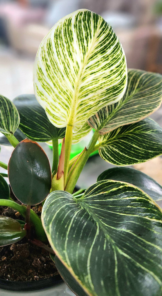 Philodendron Birkin