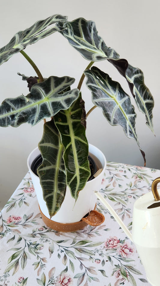 Indoor Self Watering Plant Pot