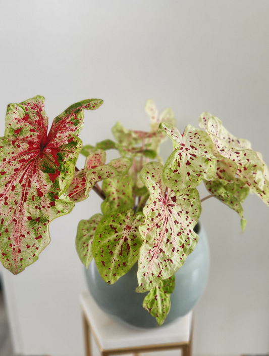 Caladium "Miss Muffet"