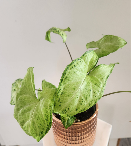 Syngonium 'Batik'
