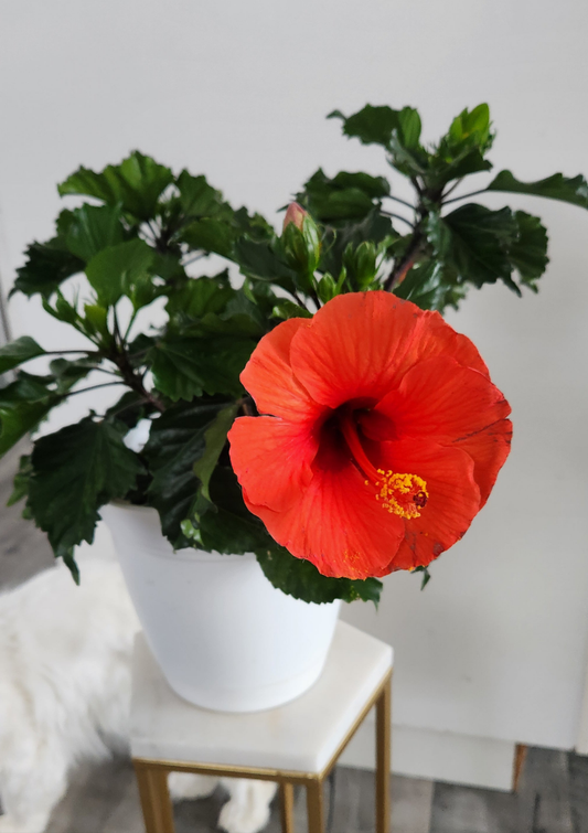 Hibiscus ( Flowering Coral-Orange)