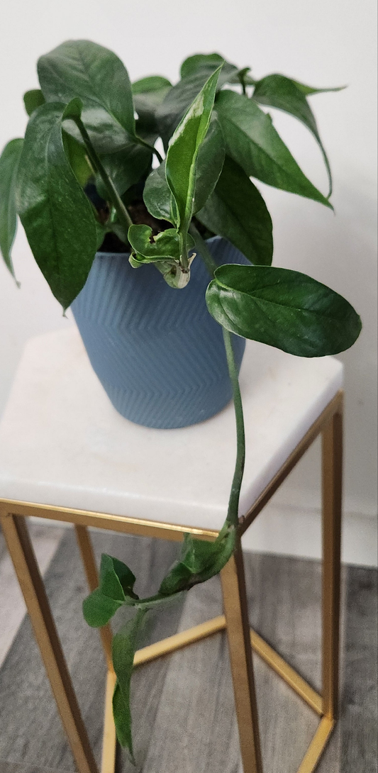 Epipremnum Baltic Blue
