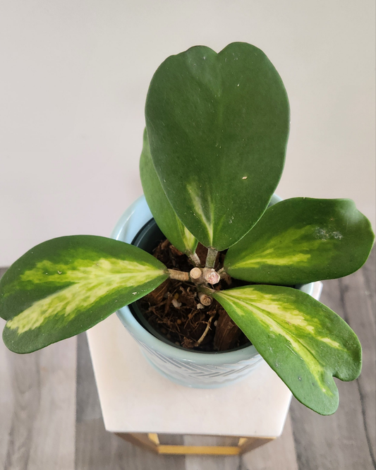 Hoya Kerrii Spotted