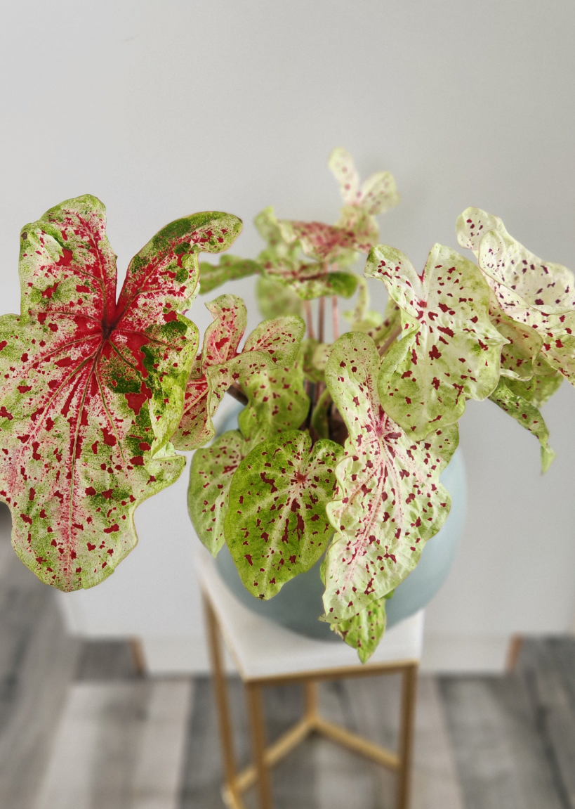 Caladium "Miss Muffet"