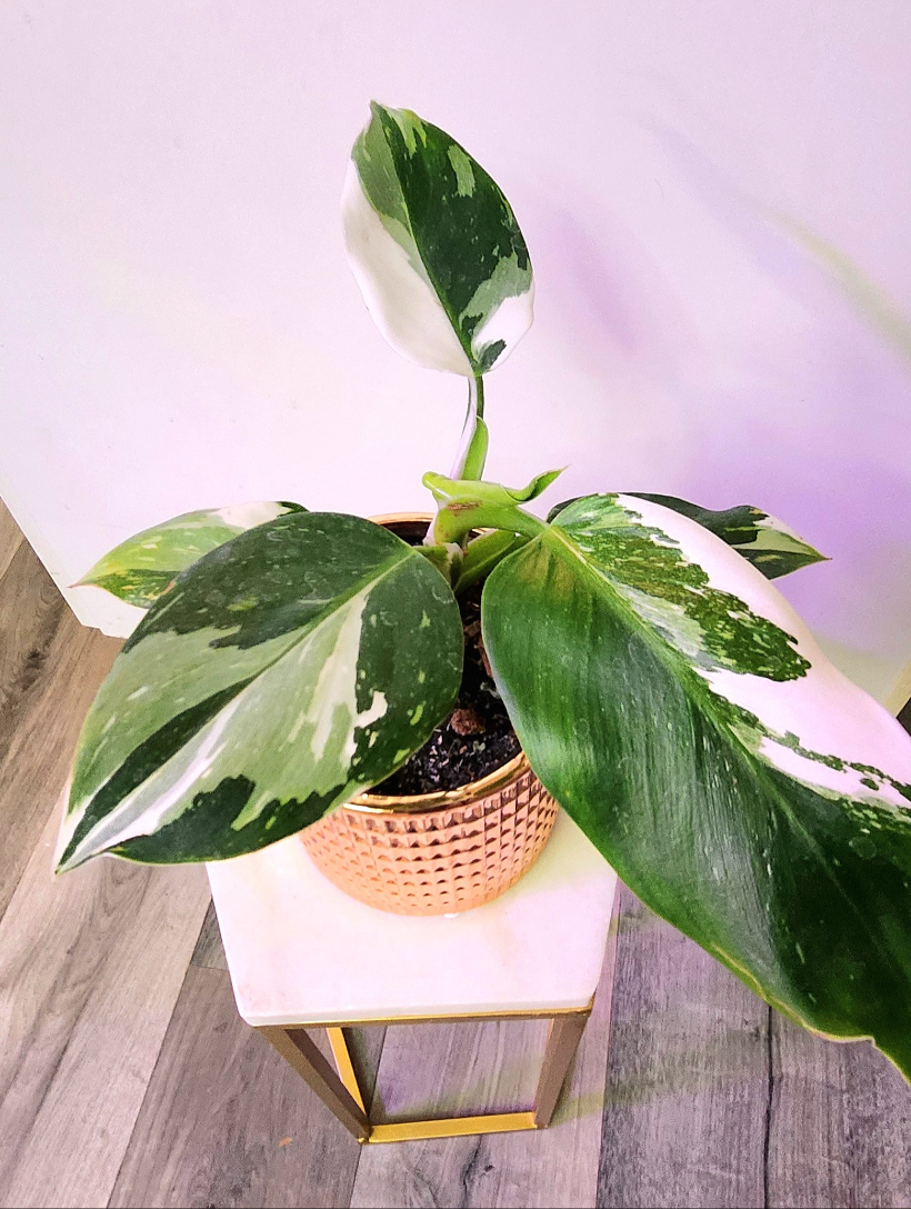 Philodendron White Wizard