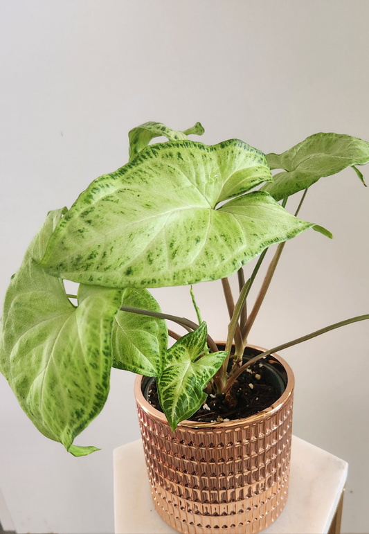 Syngonium 'Batik'