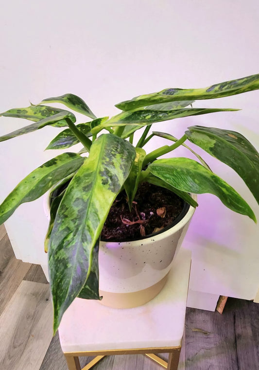 Philodendron Jose Bueno Variegated