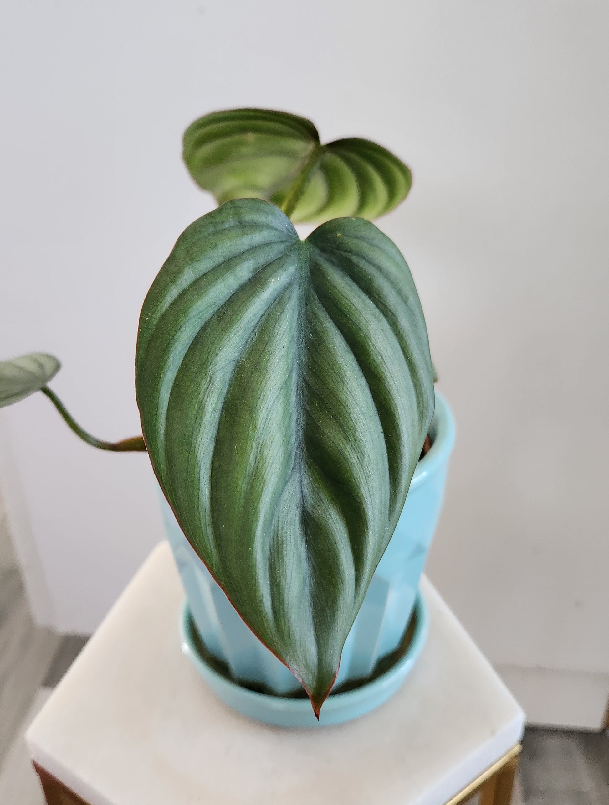 philodendron columbia Philodendron Bipennifolium Columbia – Emilia's Plant Studio