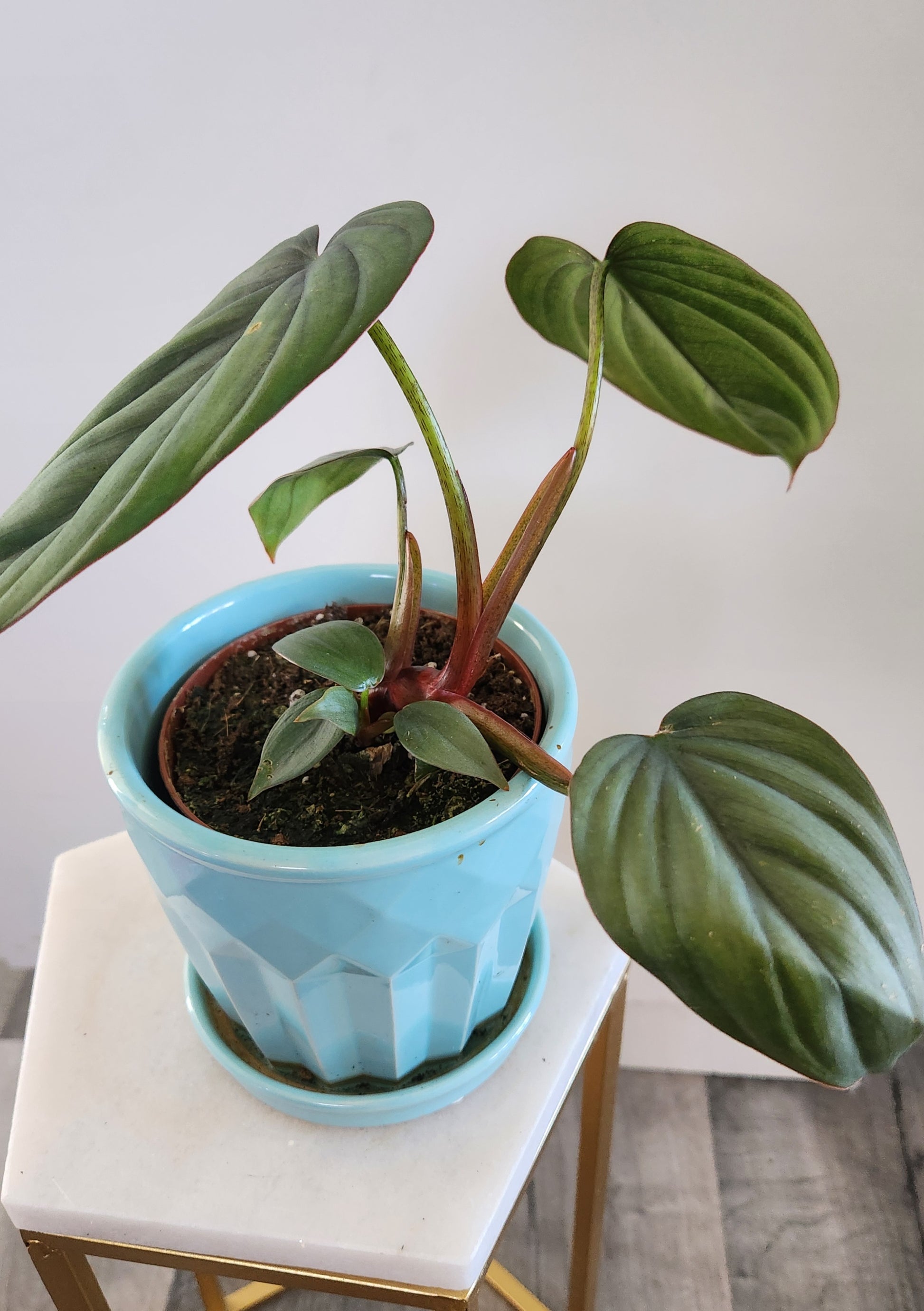 philodendron bipennifolium columbia Philodendron Bipennifolium Columbia – Emilia's Plant Studio