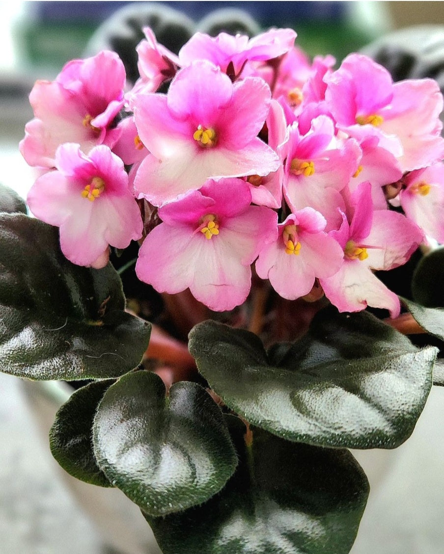 African Violet( Streptocarpus Ionanthus)