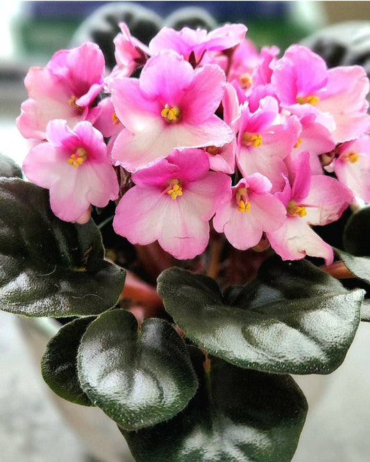 African Violet( Streptocarpus Ionanthus)