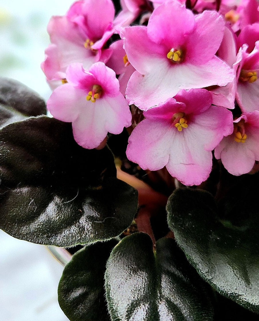African Violet( Streptocarpus Ionanthus)