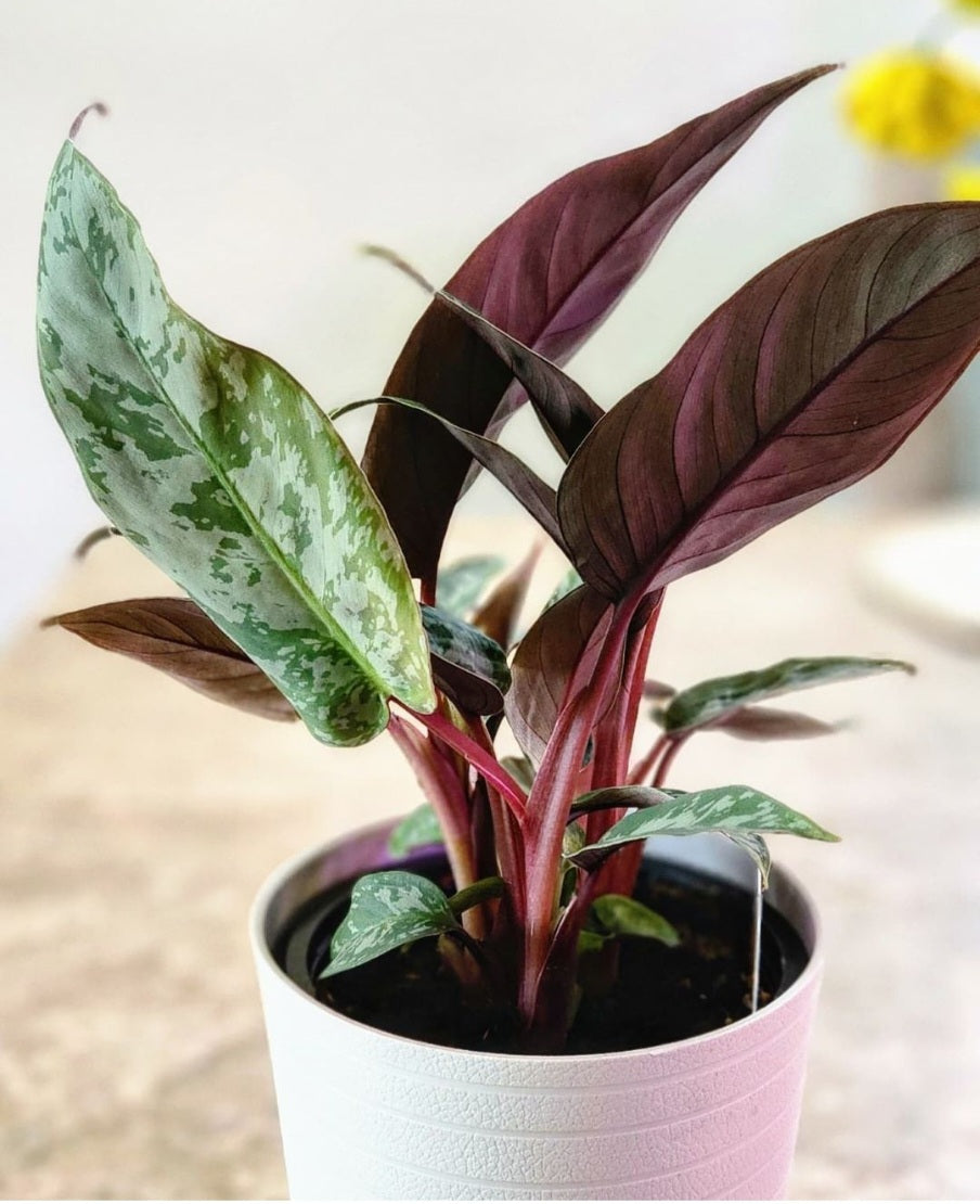 Apoballis Acuminatissima Lavallaei