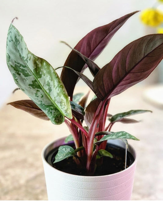 Apoballis Acuminatissima Lavallaei