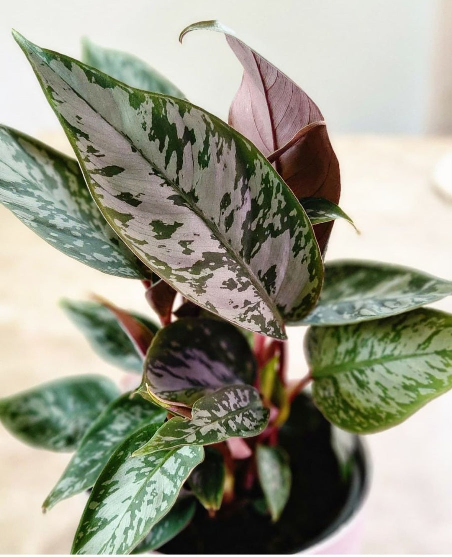 Apoballis Acuminatissima Lavallaei