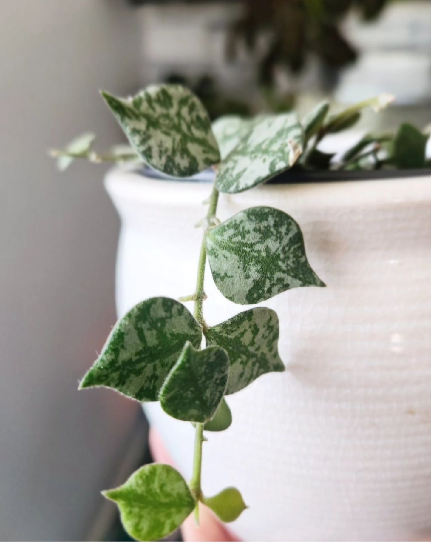 Hoya Curtisii
