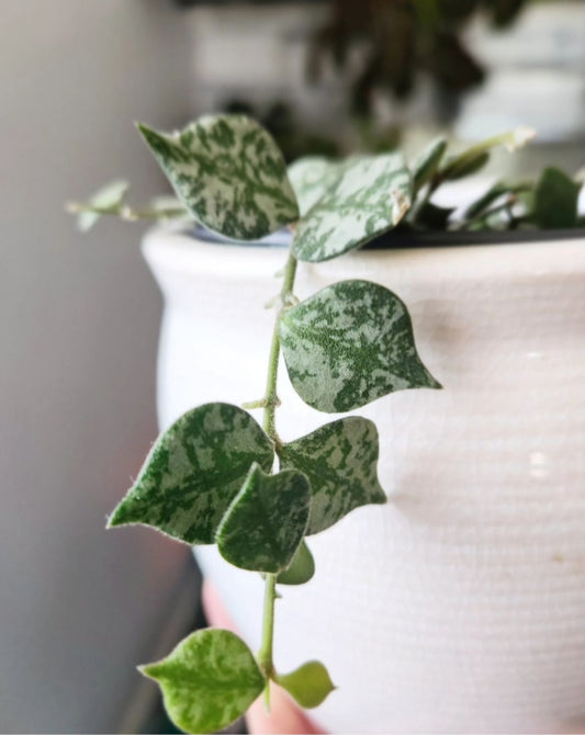 Hoya Curtisii
