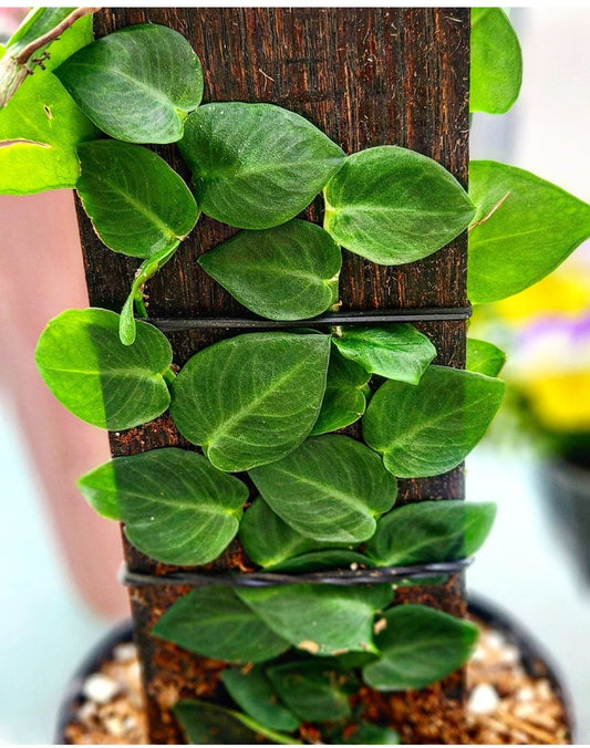 Monstera Dubia