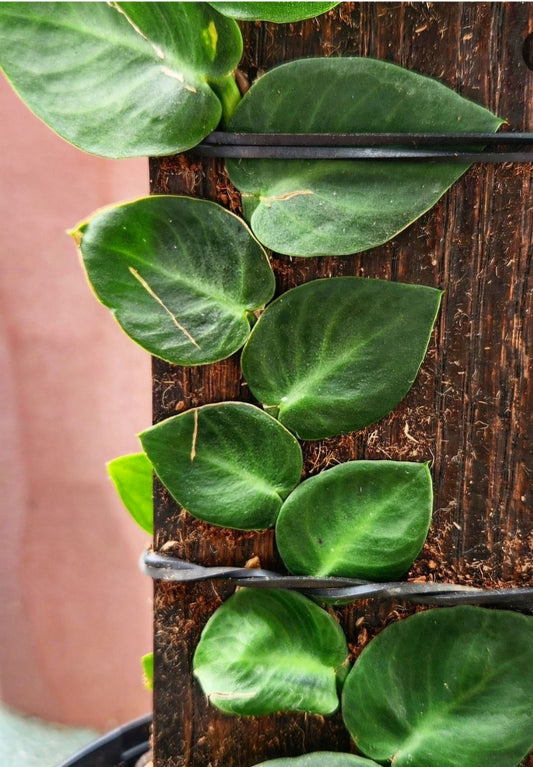 Monstera Dubia