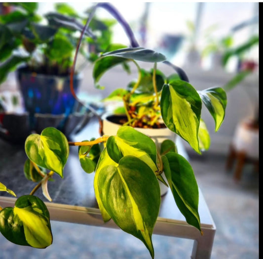 Philodendron Brazil