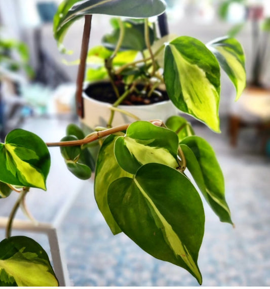 Philodendron Brazil