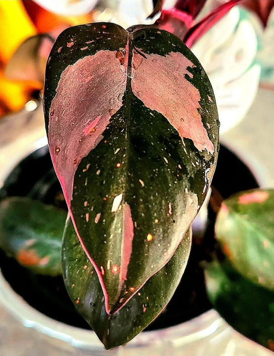Philodendron Pink Princess