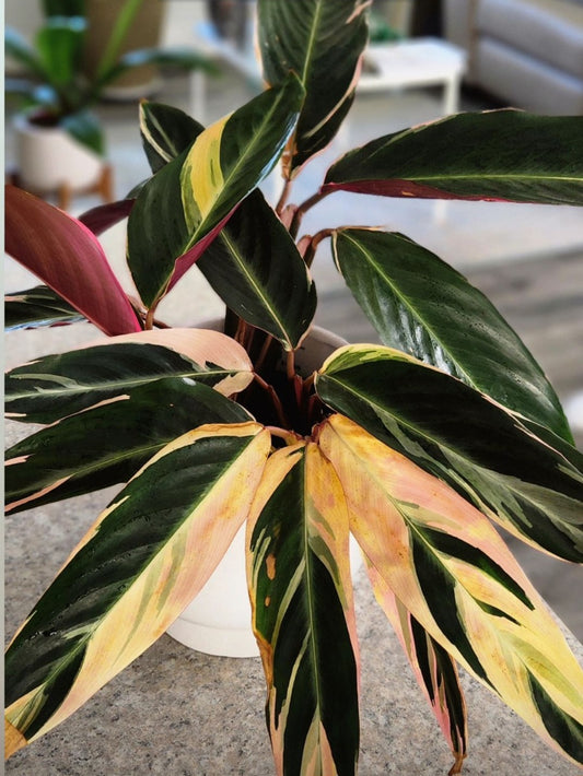 Stromanthe Triostar