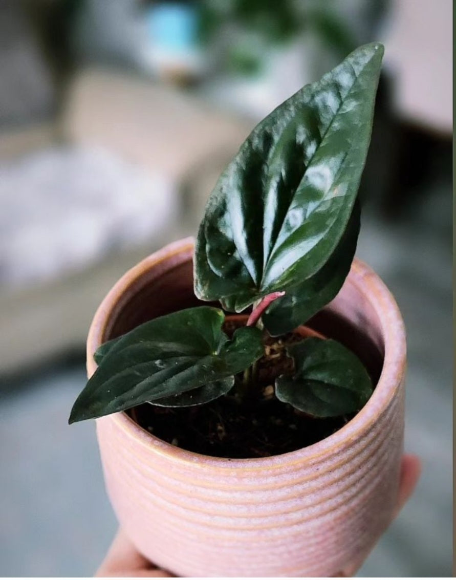 Syngonium Red Arrow