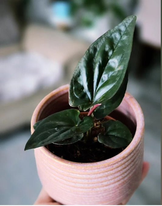 Syngonium Red Arrow