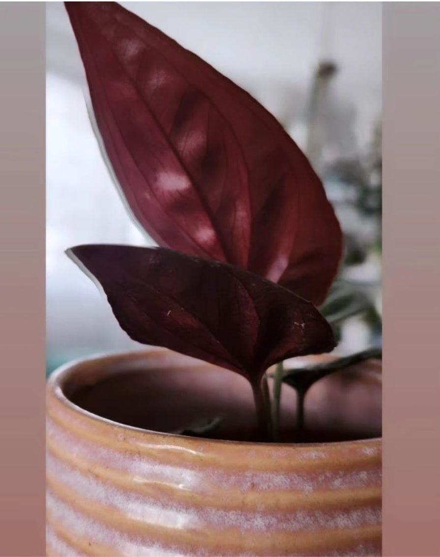 Syngonium Red Arrow
