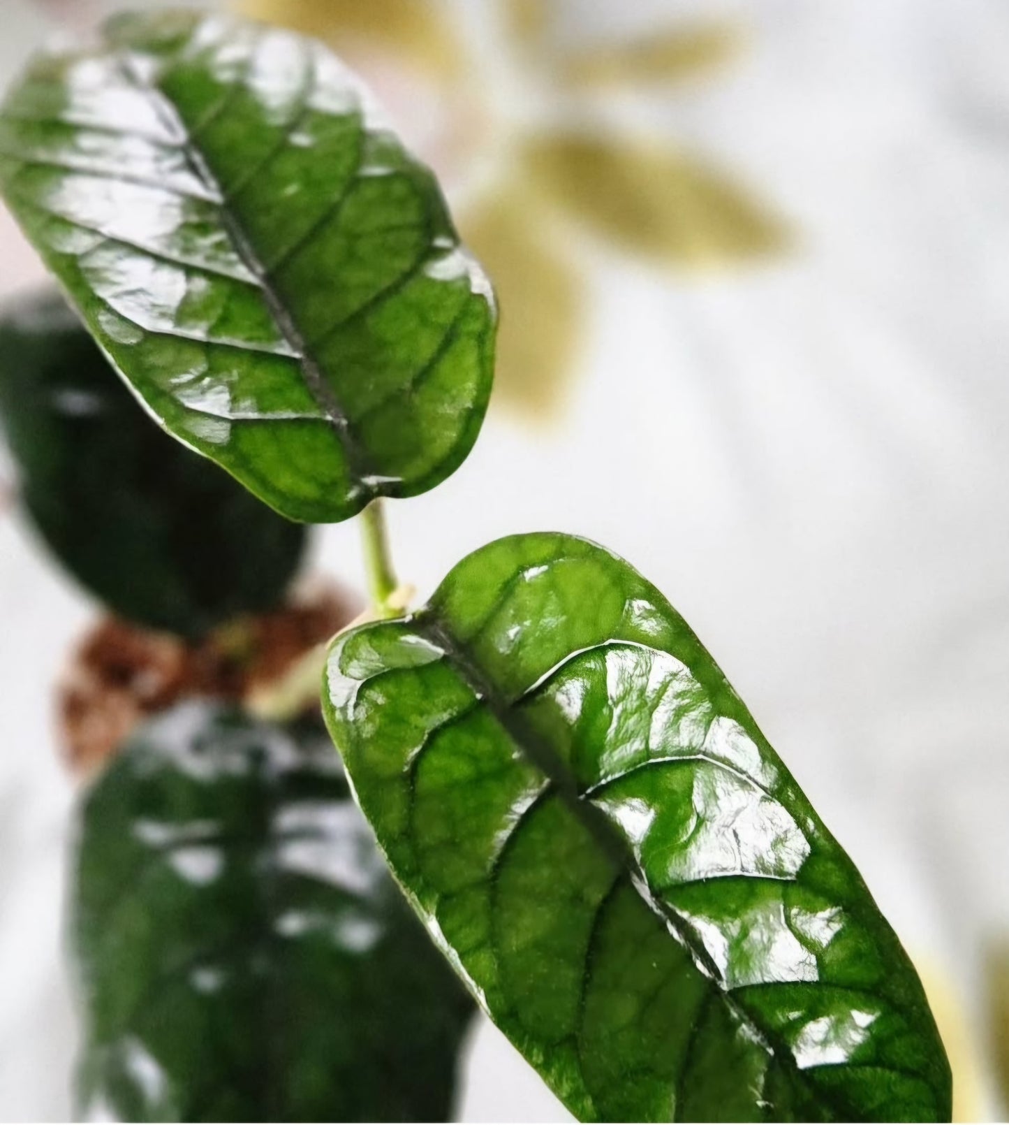 Hoya Villosa Cao Bang