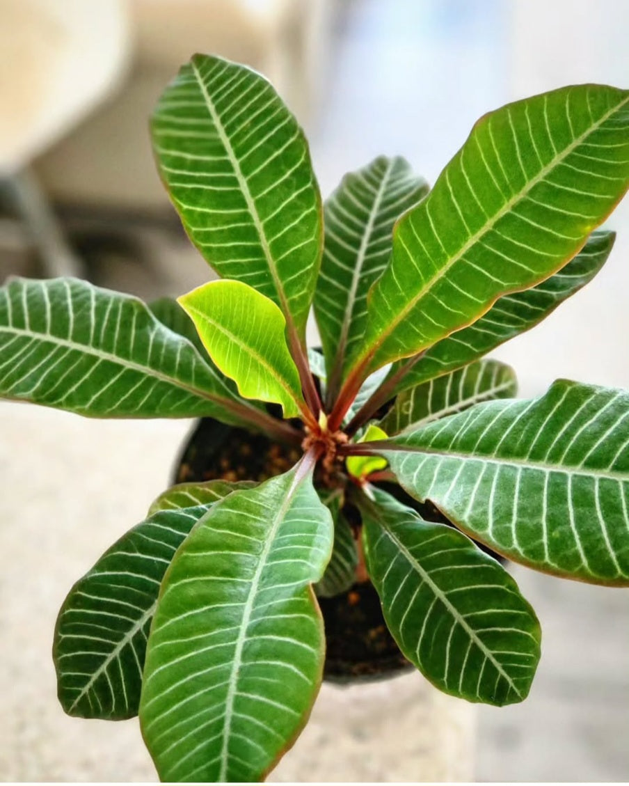 Madagascar Jewel