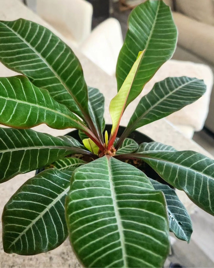 Madagascar Jewel