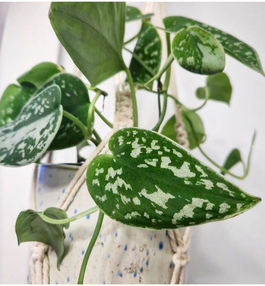 Scindapsus Pictus (Satin Pothos)