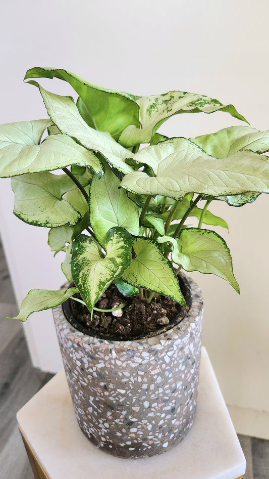 Syngonium Podophyllum 'Holly'