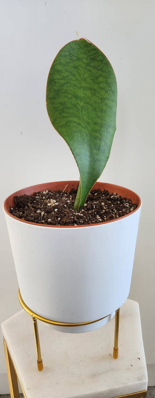 Sansevieria Whale Fin