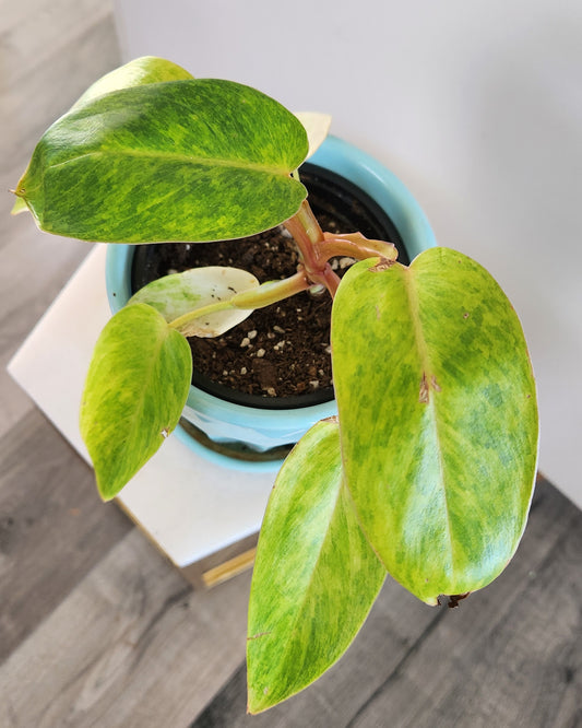 Philodendron 'Painted Lady'