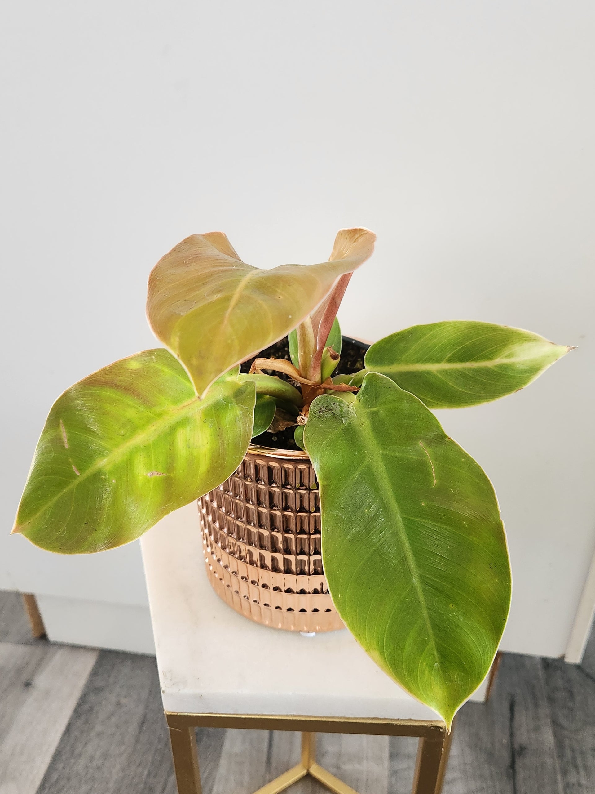 Philodendron Imperial Gold – Emilia's Plant Studio
