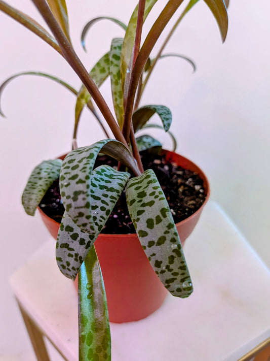 Silver Squill ( Ledebouria Socialis)