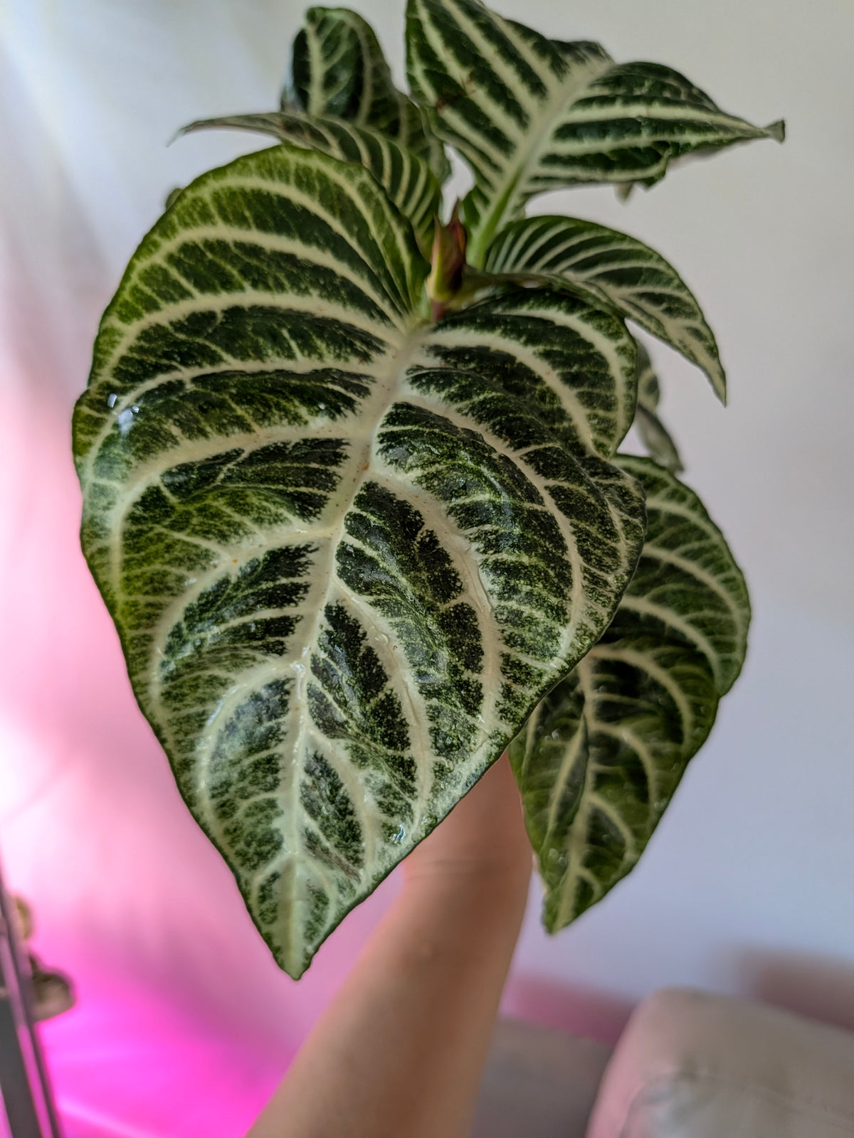 Aphelandra squarrosa | Zebra Plant