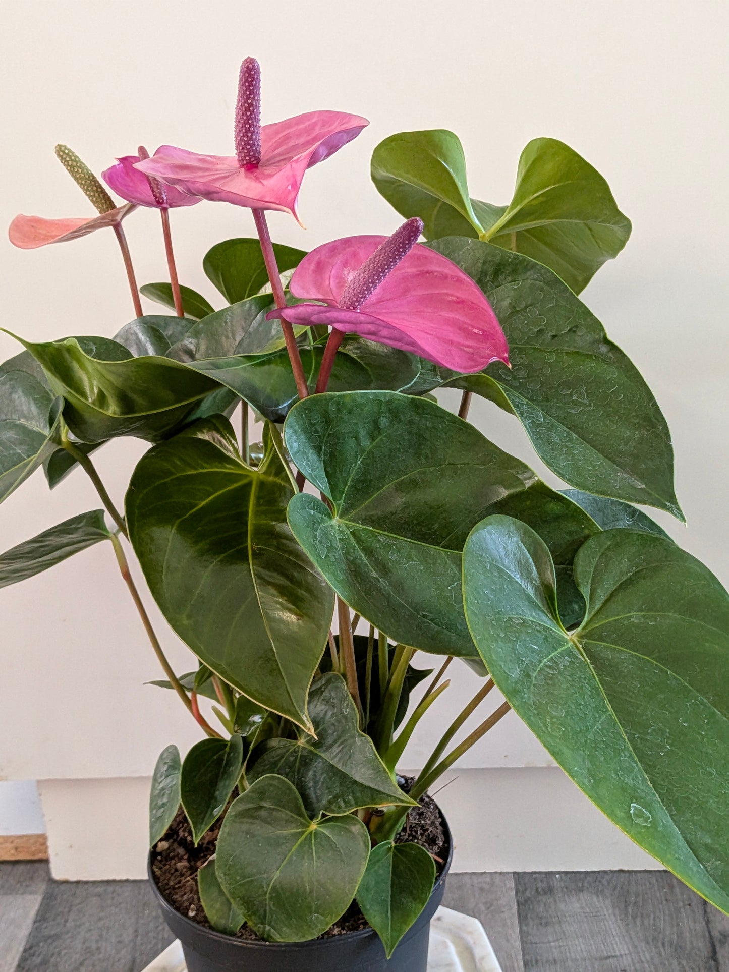 Anthurium Andraeanum (Pink Bloom)