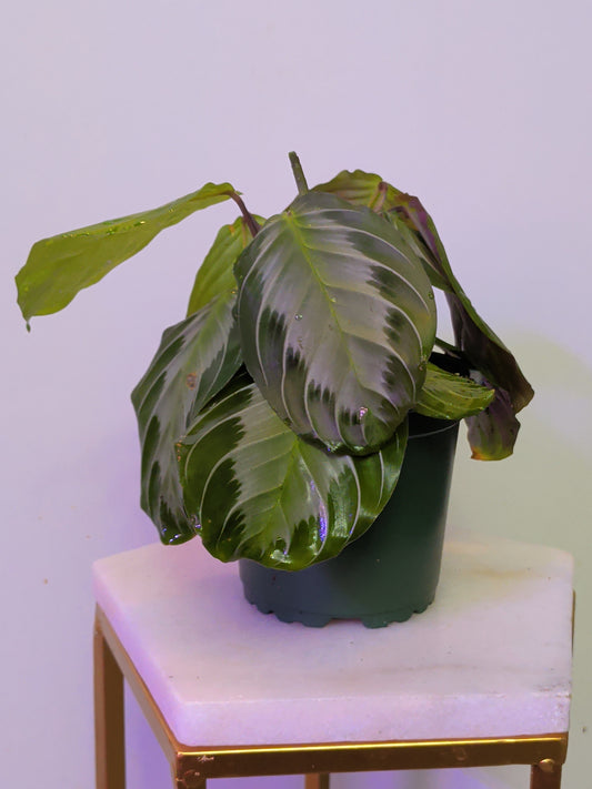 Maranta Leuconeura (Silver Band)