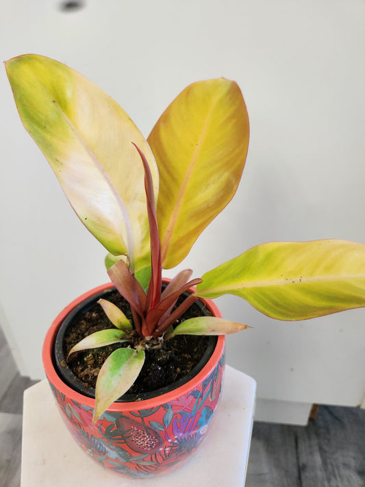 Philodendron Prince of Orange