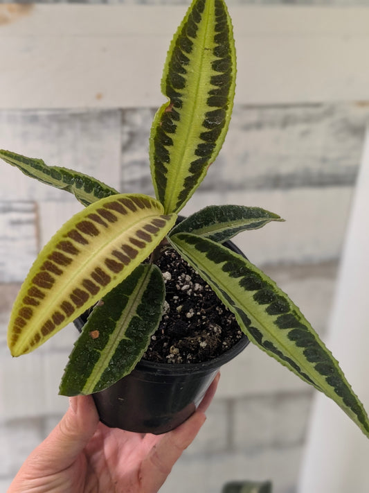 Labisia ‘Jabi Sunrise’