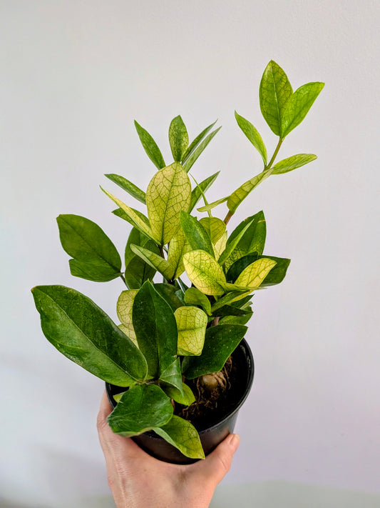 ZZ Chameleon ( Zamioculas Chameleon)