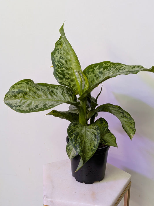 Dieffenbachia "Tiki"